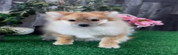 Pomeranian dogs for sale: Paddy - Ad 3