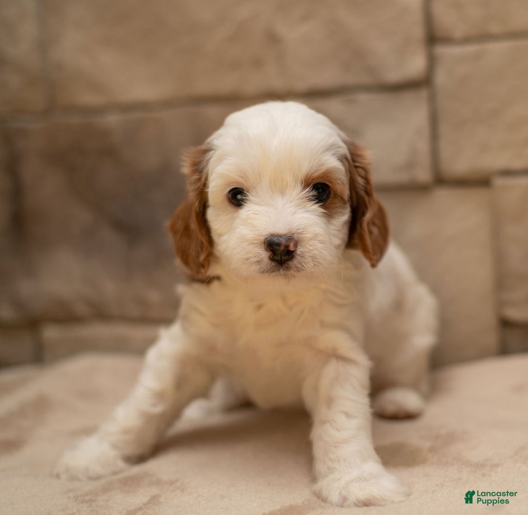 Cavapoo dogs for sale: Caramel - Ad 8