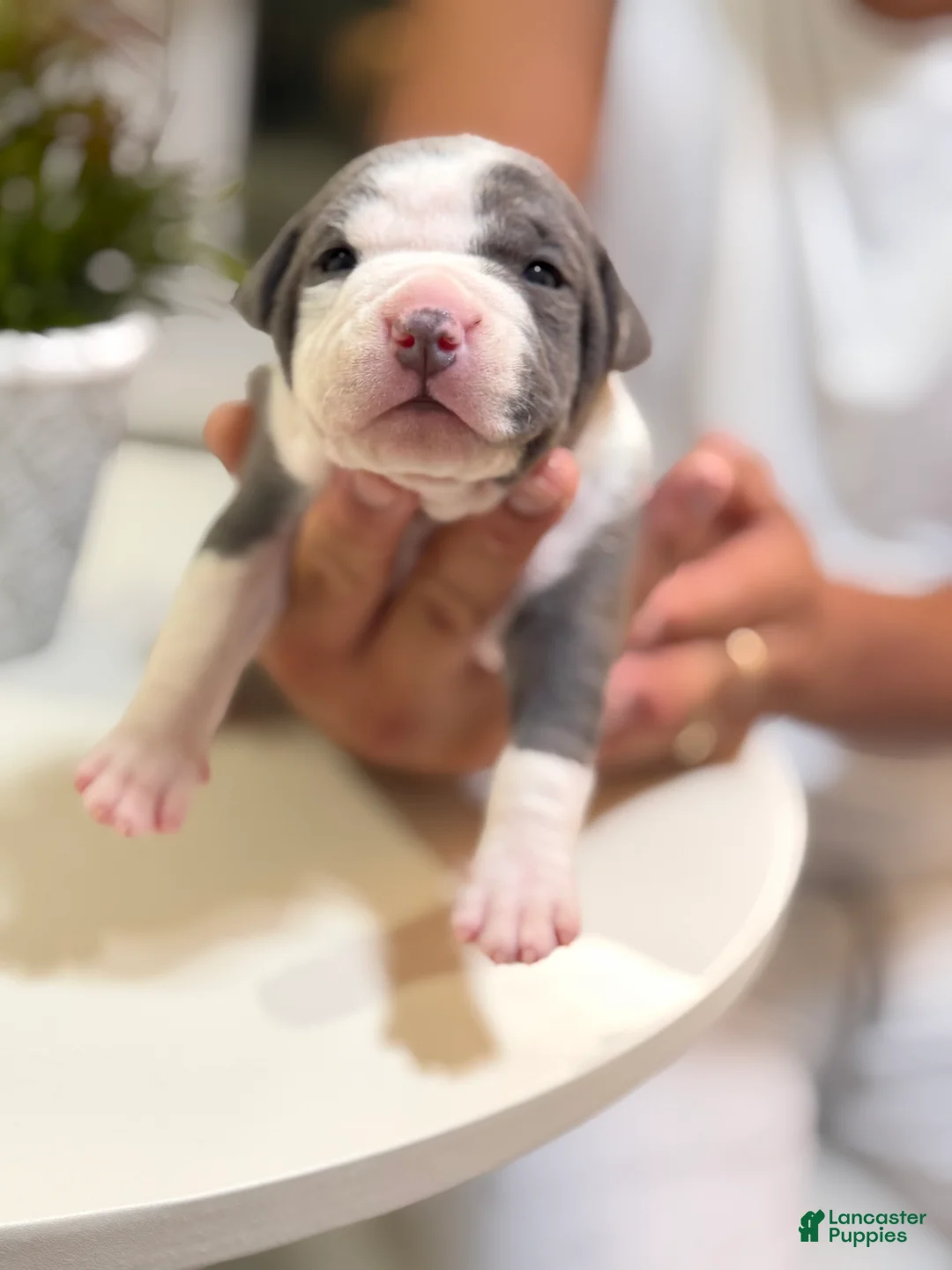 Mixed Breed dogs for sale: Green collar - Ad 1