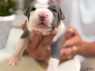 Mixed Breed dogs Green collar - Ad 13