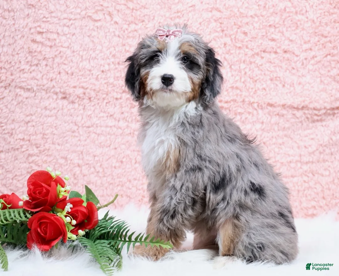 Mini Bernedoodle dogs for sale: Bandit - Ad 2