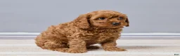 Cavapoo dogs for sale: Brady - Ad 3