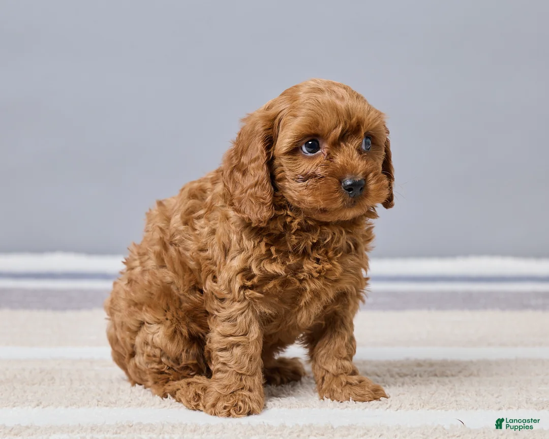 Cavapoo dogs for sale: Brady - Ad 3