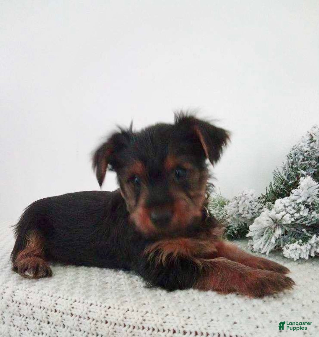 Yorkshire Terrier dogs for sale: Joey - Ad 2