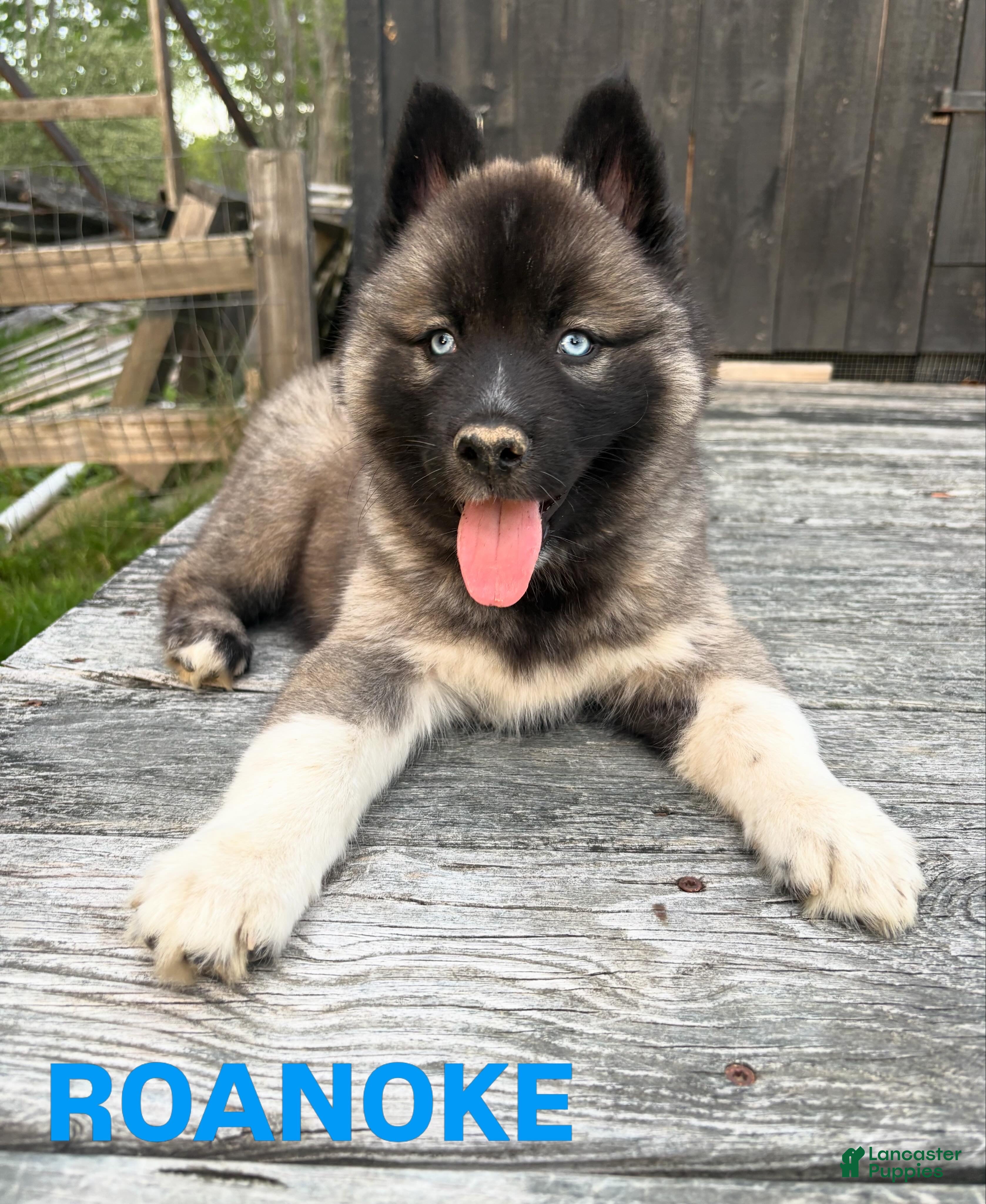 Siberian Husky dogs ROANOKE - Ad 23