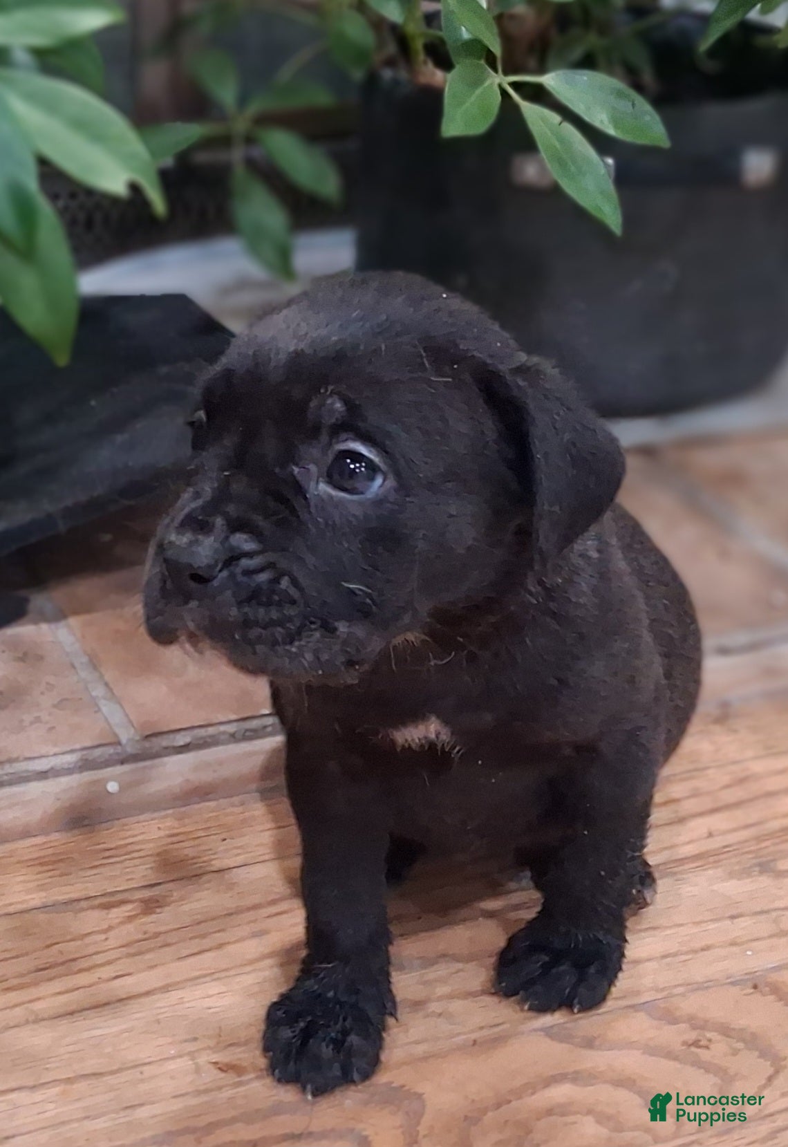 Cane Corso dogs Cane Corso Puppy 5 - Ad 36