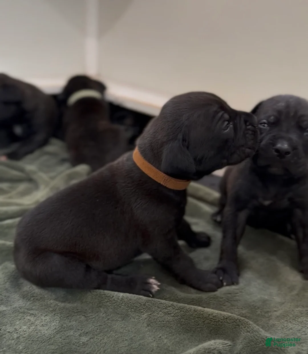 Cane Corso dogs for sale: Brown collar - Ad 2