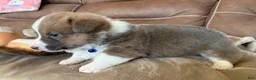 Welsh Corgi Pembroke dogs for sale: Welsh Corgi Pembroke Puppy 1 - Blue Collar Boy - Ad 3
