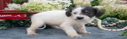 Miniature Schnauzer dogs for sale: Kayla - Ad 3