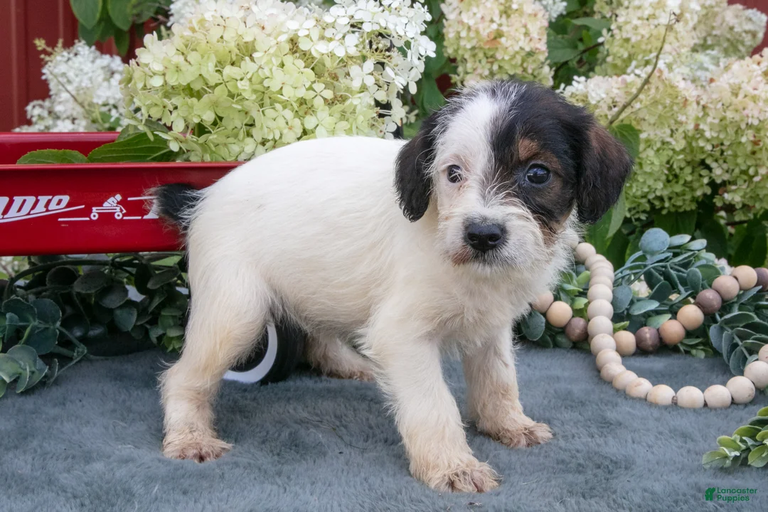 Miniature Schnauzer dogs for sale: Kayla - Ad 3