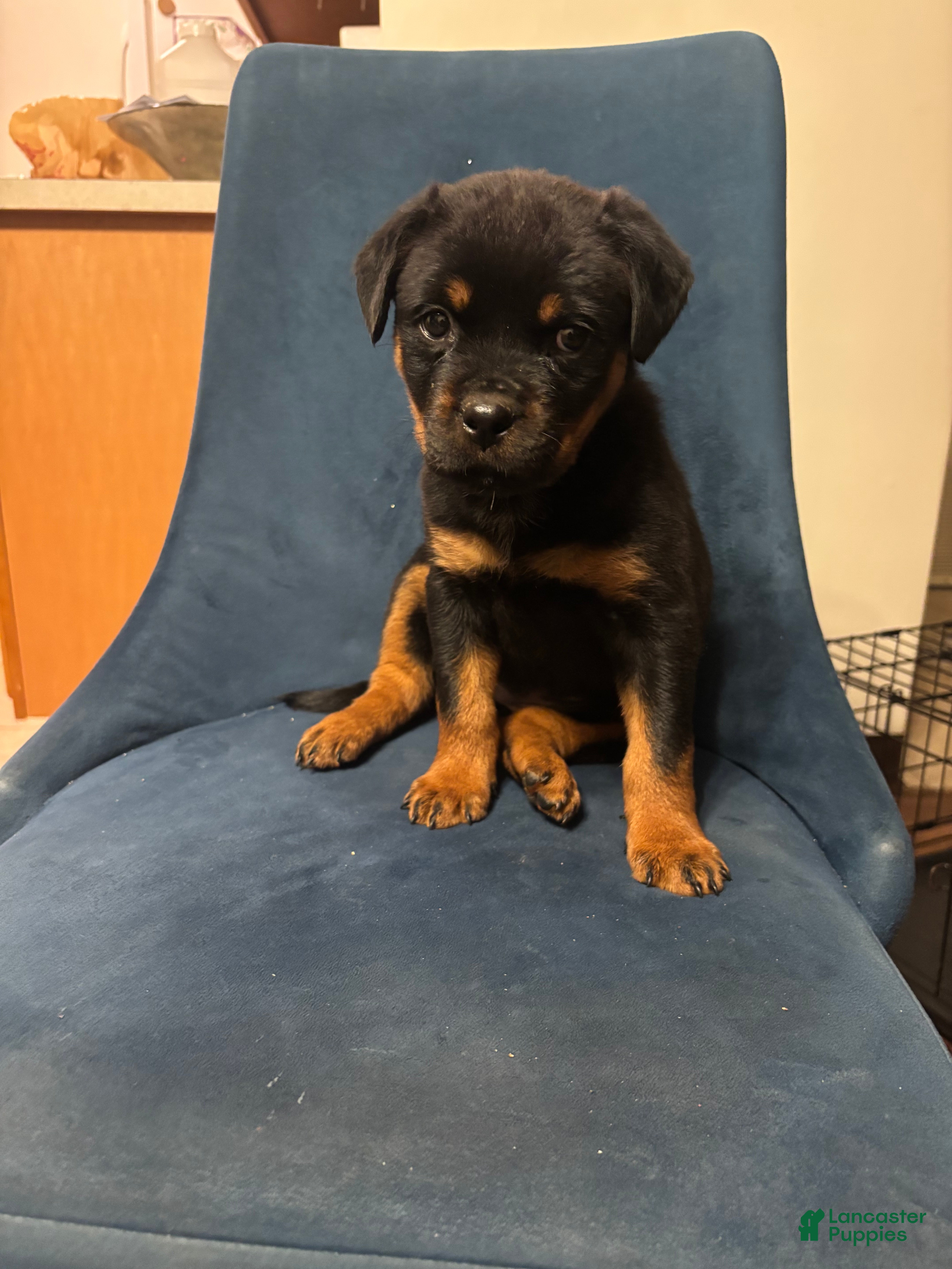 Rottweiler dogs Nae - Ad 11