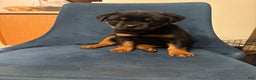 Rottweiler dogs for sale: Nae - Ad 1