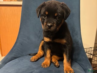 Rottweiler dogs Nae - Ad 11