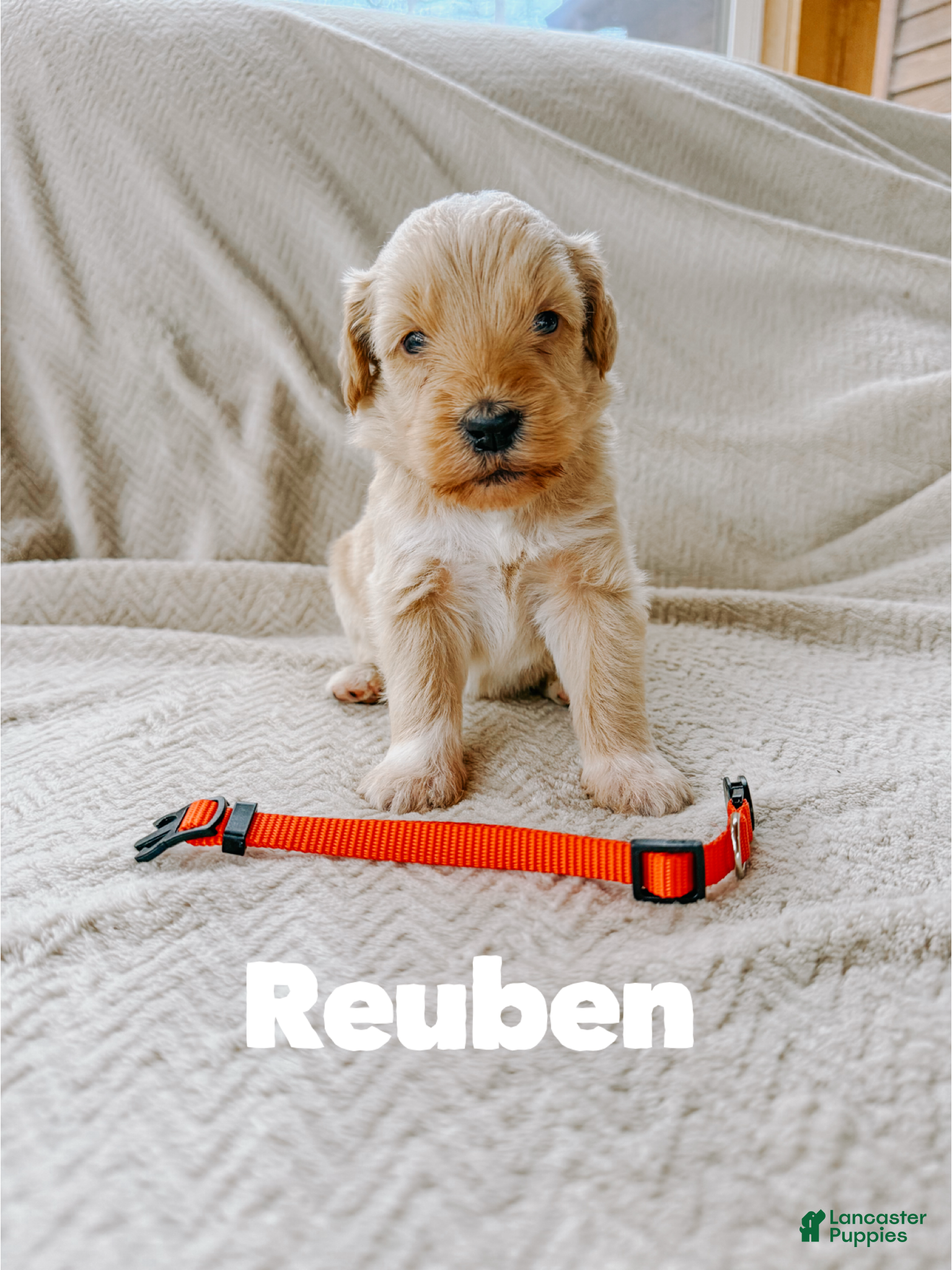 Goldendoodle dogs Reuben - Ad 40