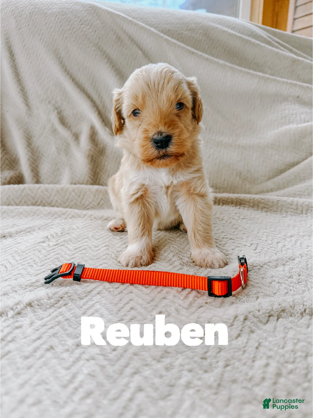 Goldendoodle dogs for sale: Reuben - Ad 1
