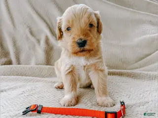 Goldendoodle dogs Reuben - Ad 40