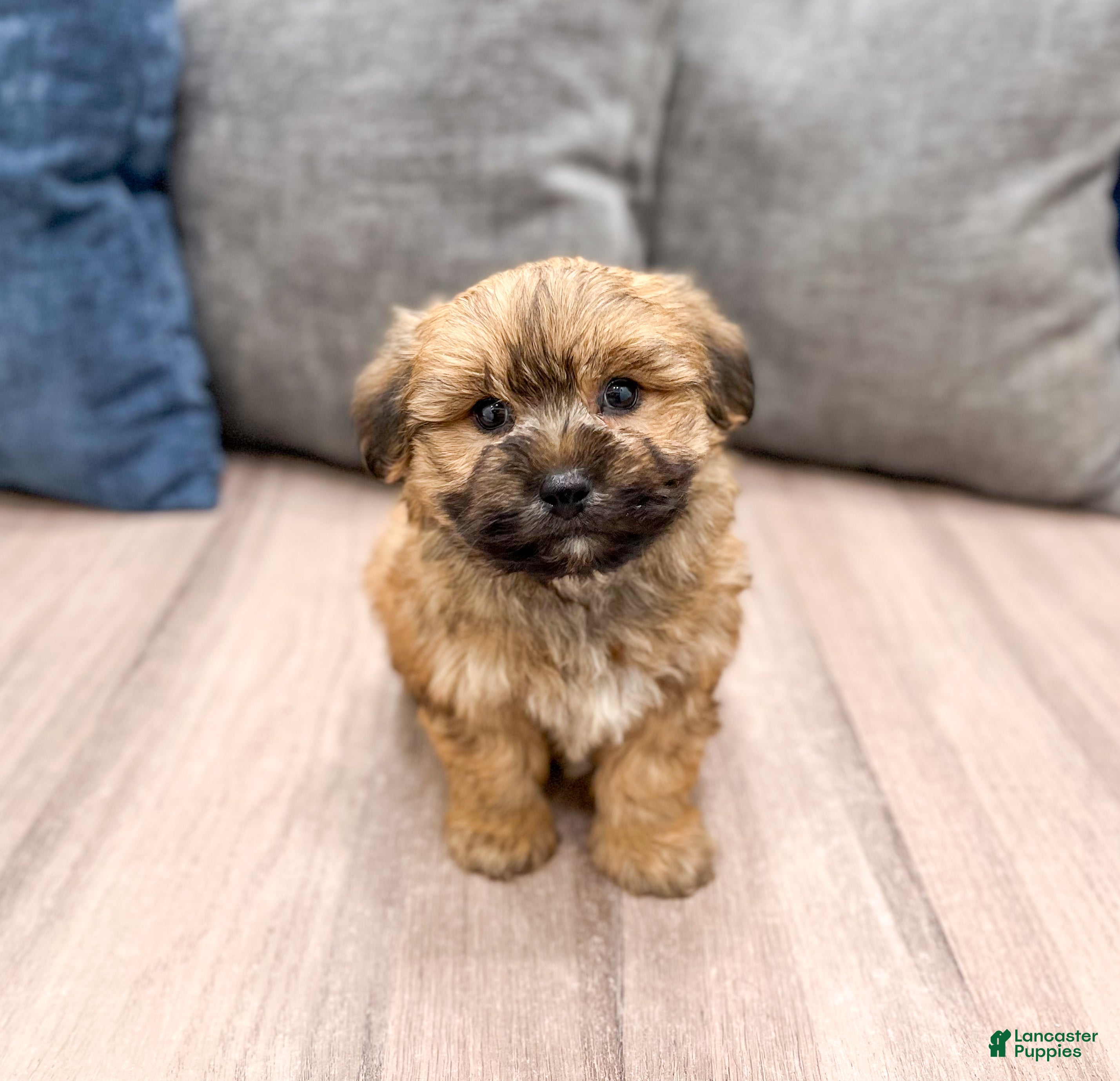 Yochon dogs Maverick - Ad 1