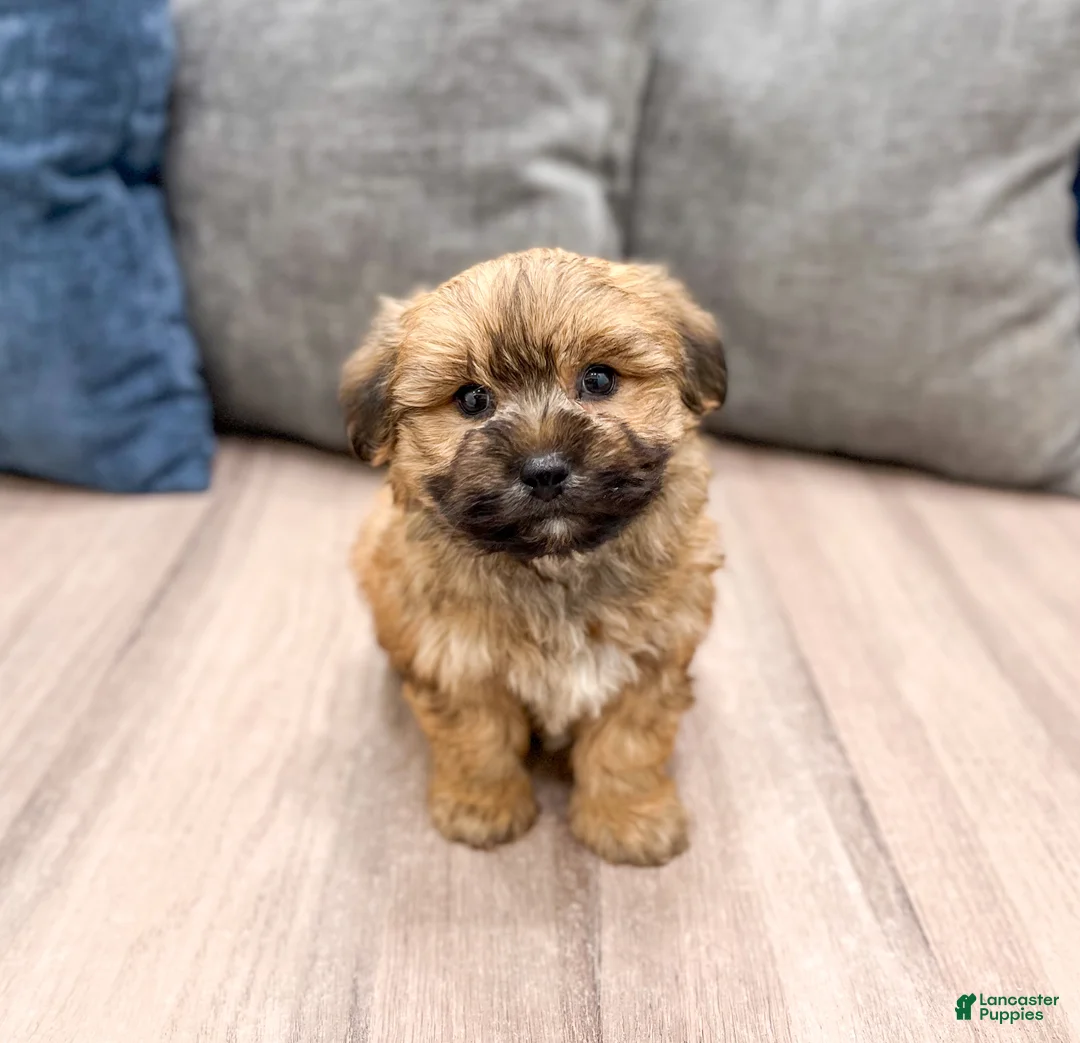 Yochon dogs for sale: Maverick - Ad 1