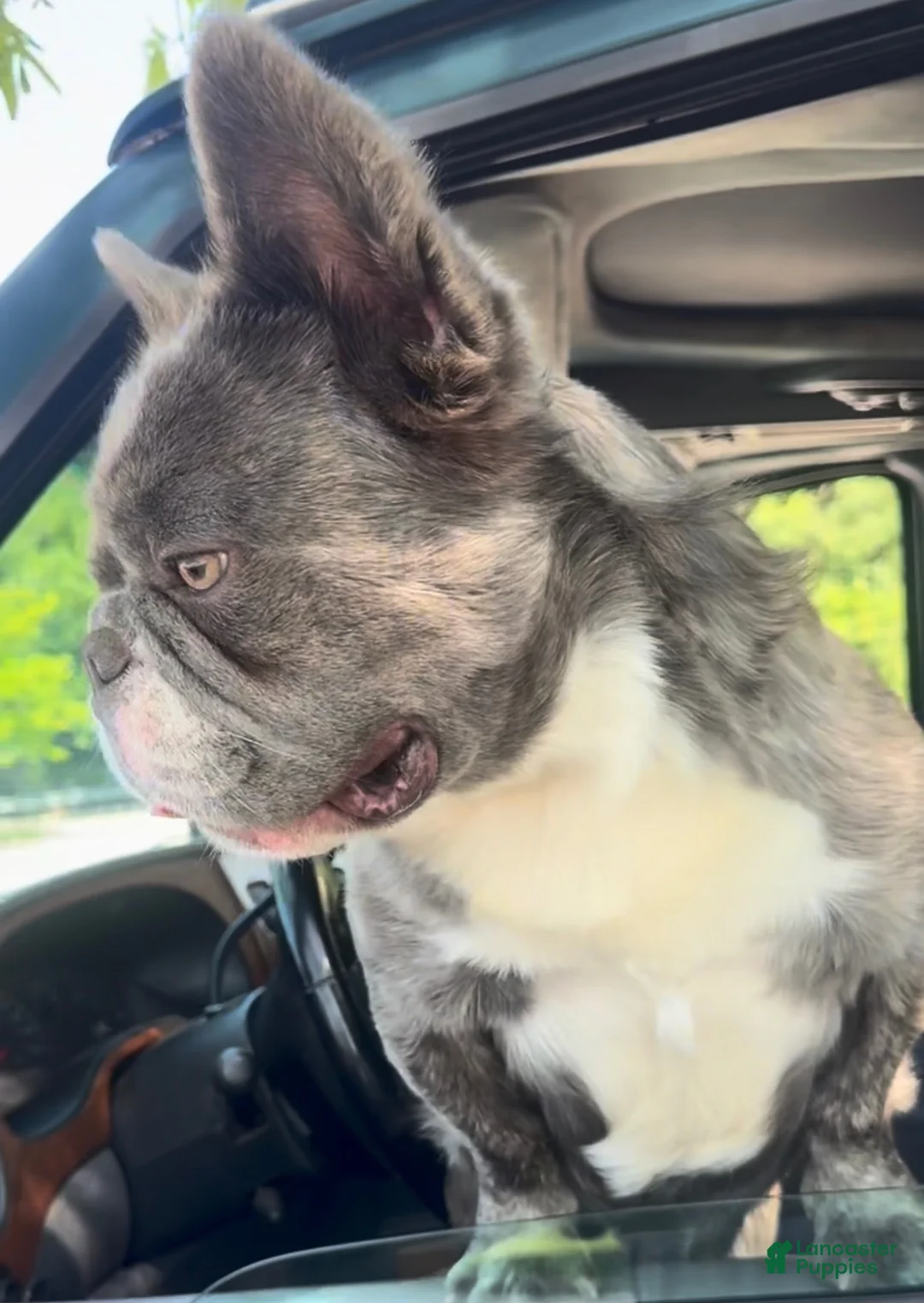 French Bulldog dogs for stud: Bingo the Stud - Ad 1