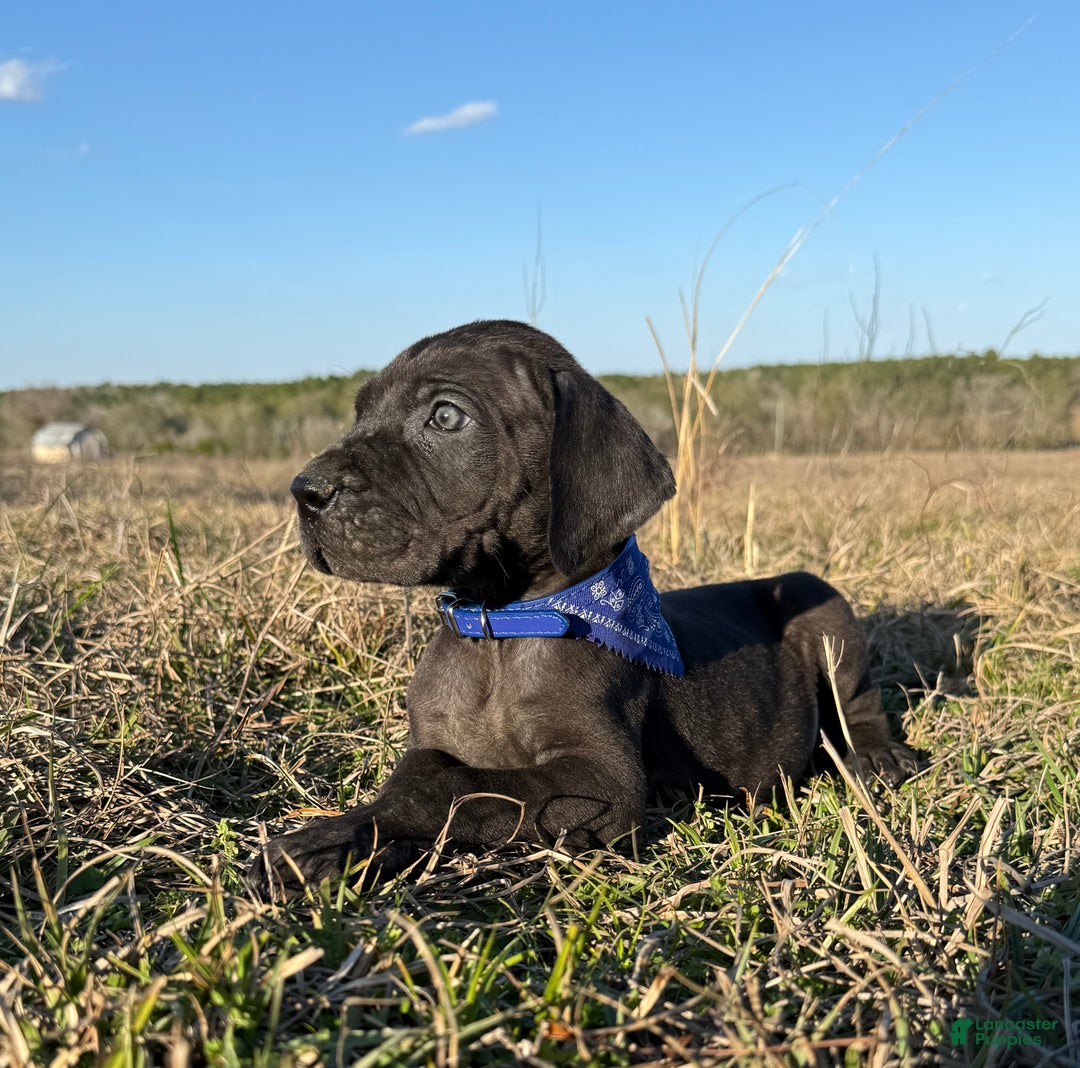Great Dane dogs for sale: Solid Black Alabama - Big Al.  - Ad 3