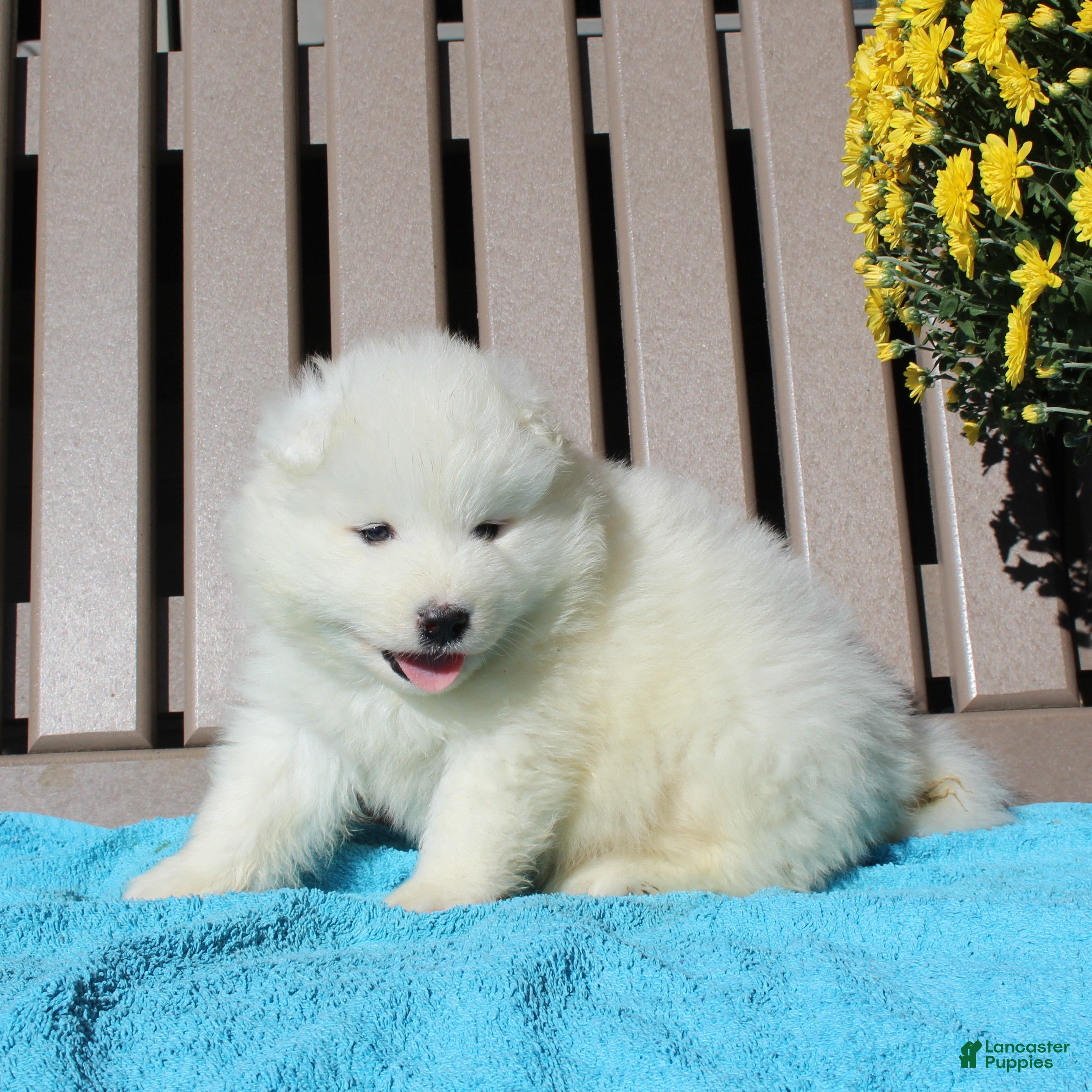 Samoyed dogs Hansom  - Ad 2