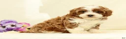 Cavapoo dogs for sale: Emerald - Ad 3