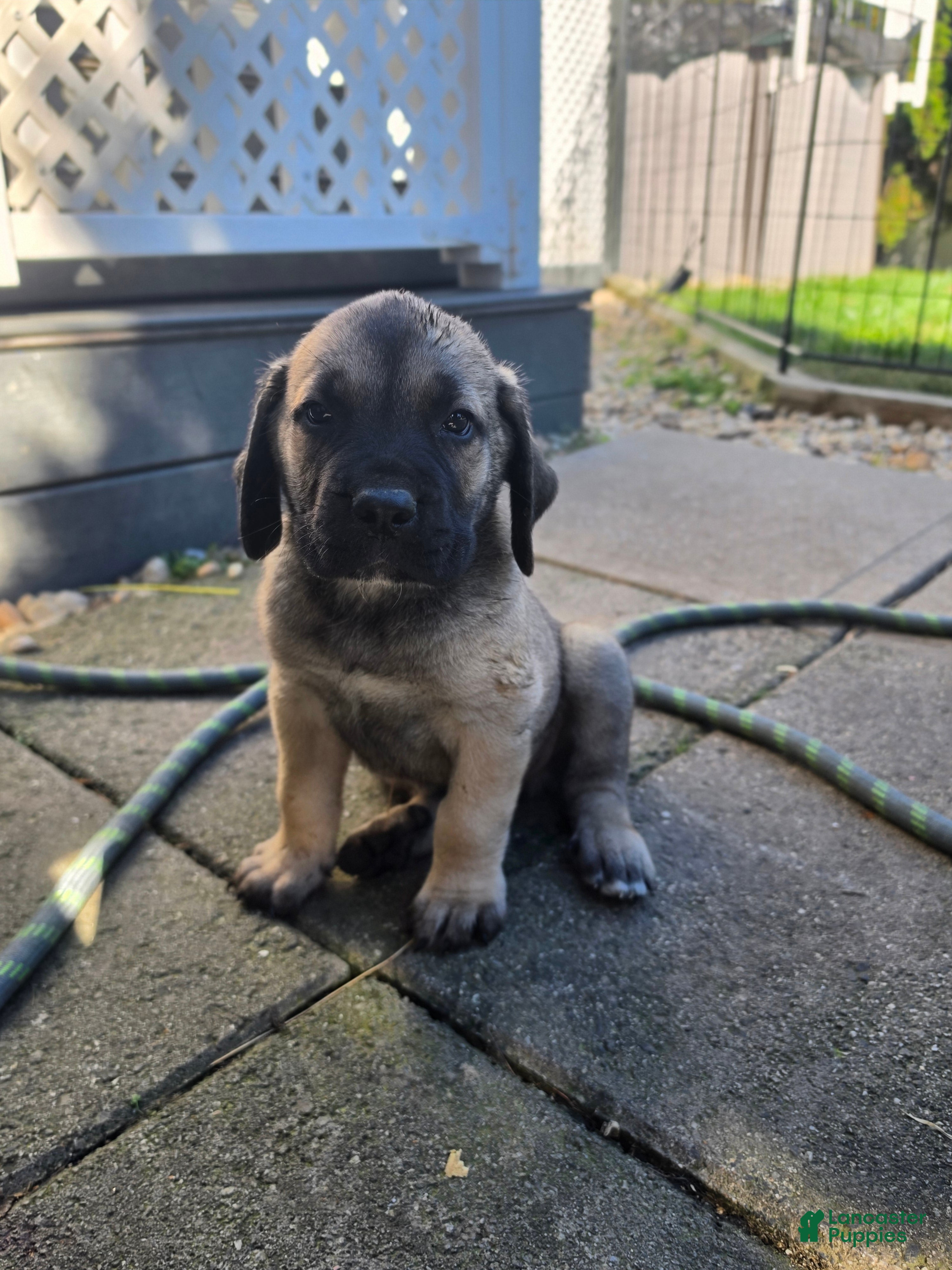 Cane Corso dogs for sale: Winston  - Ad 2