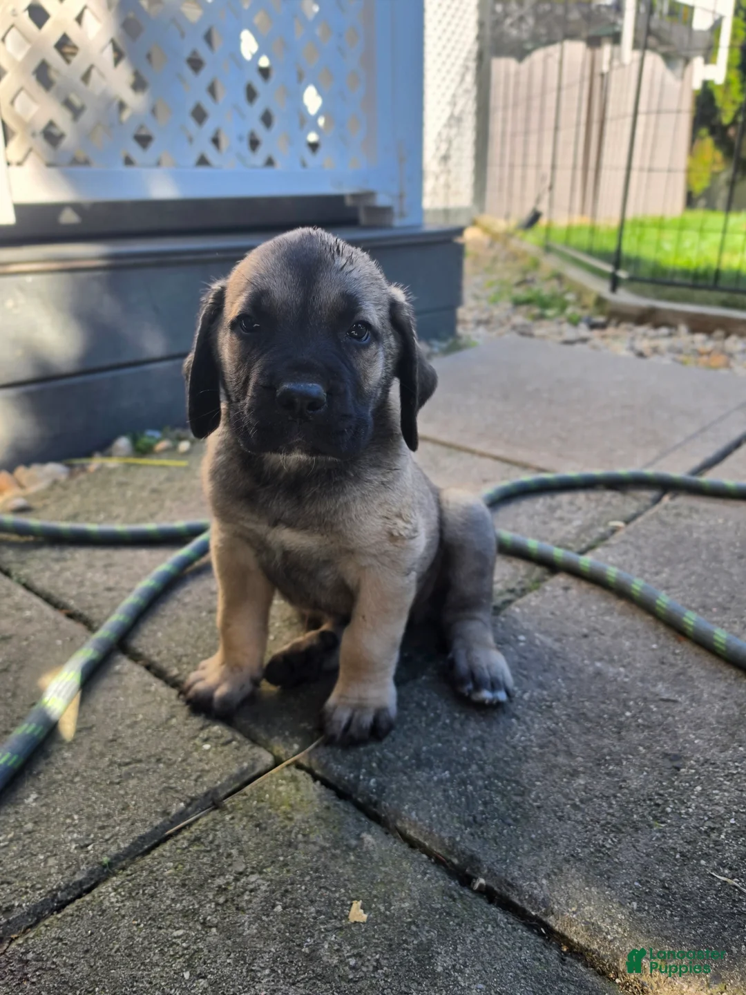 Cane Corso dogs for sale: Winston  - Ad 2