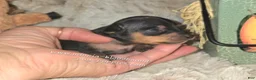 Miniature Pinscher dogs for sale: Gidget  - Ad 5
