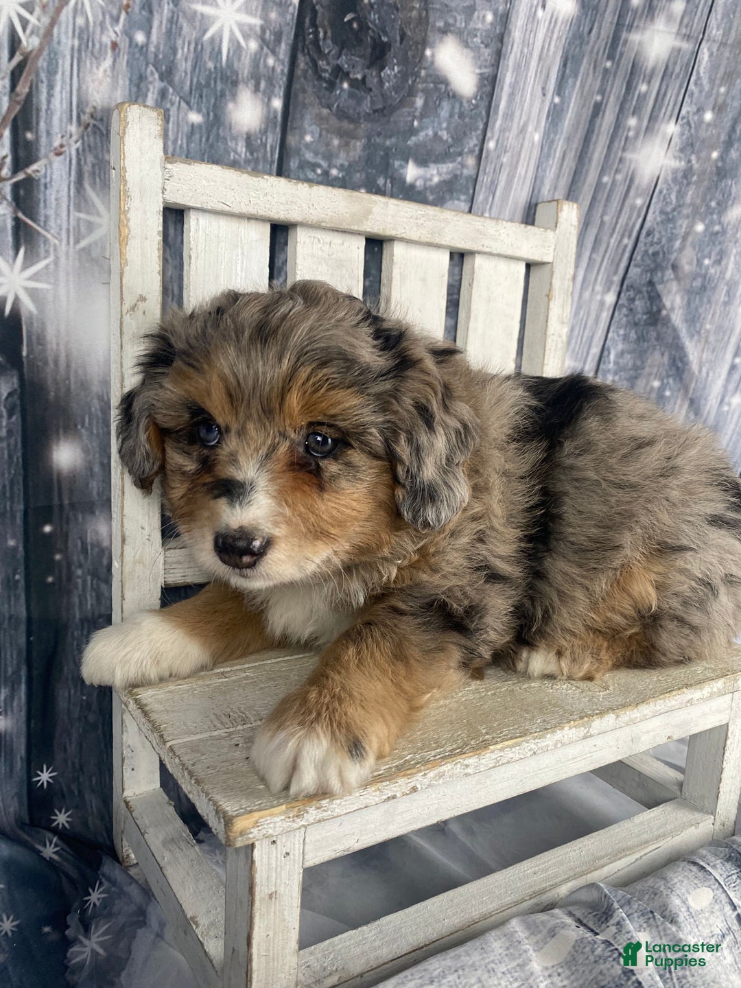 Aussiedoodle dogs for sale: Paisley - Ad 10