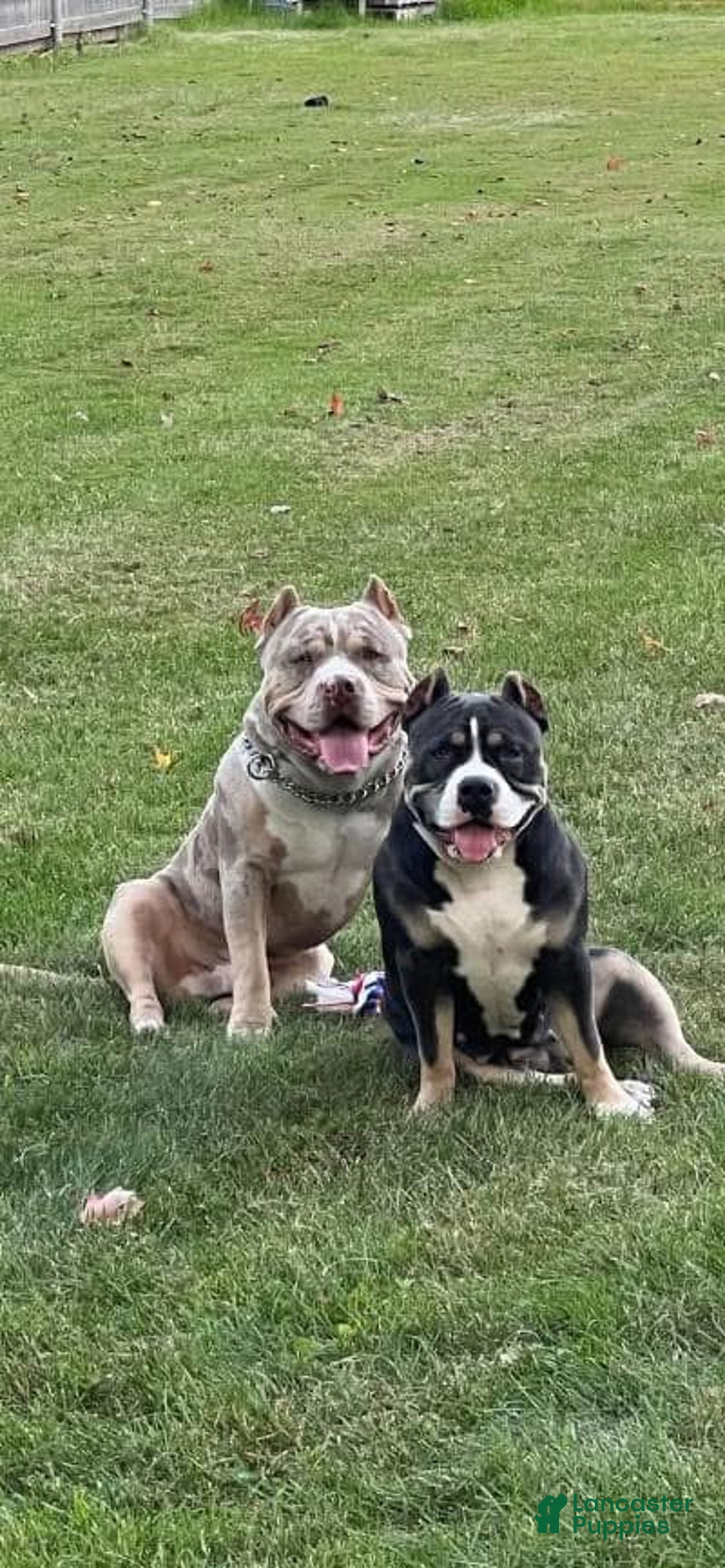 American Bully dogs for sale: American Bully  - Ad 6