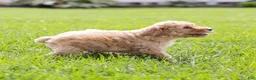 Toy Poodle dogs for sale: Ginger  - Ad 6