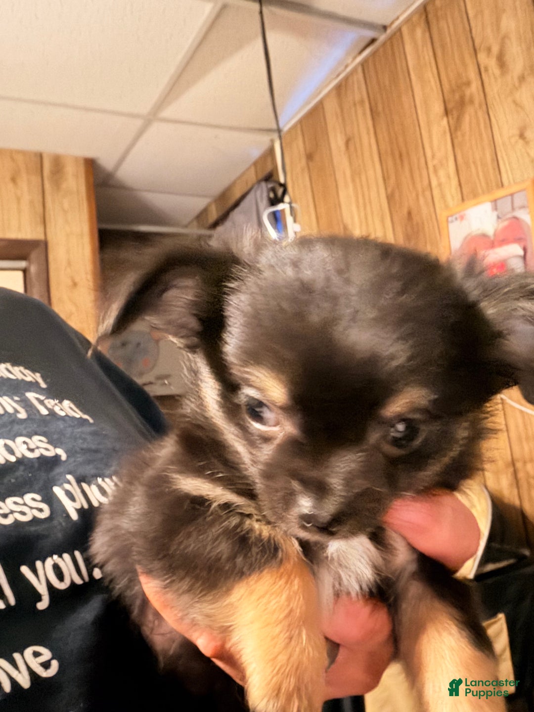 Chihuahua dogs for sale: Chihuahua Puppy 1 - Ad 3