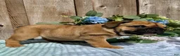 English Bulldog dogs for sale: English Bulldog 2 - Ad 2