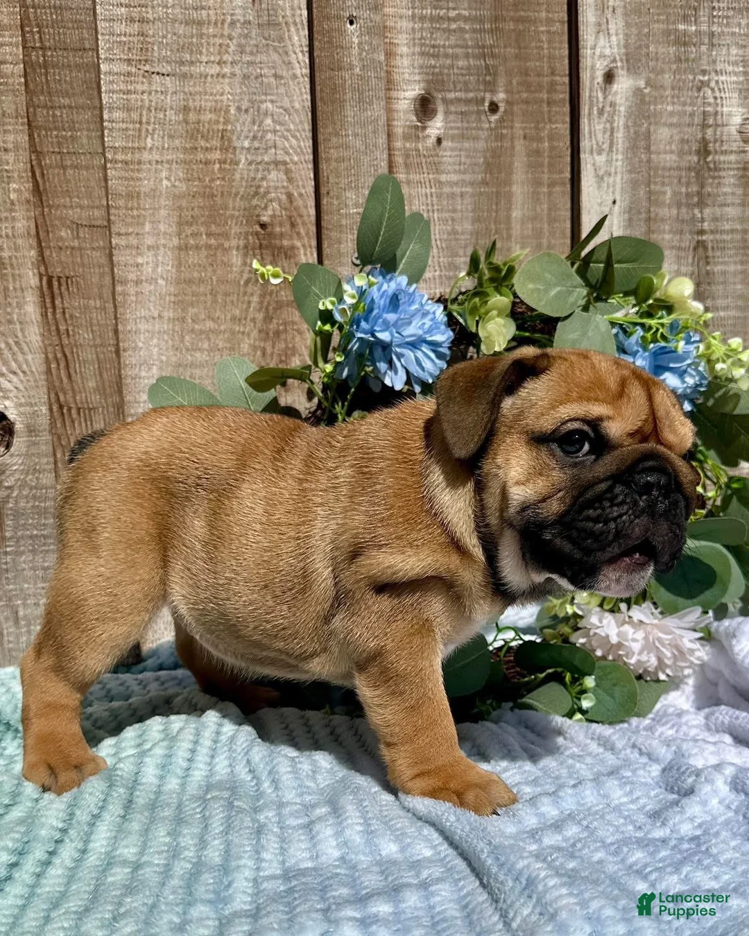 English Bulldog dogs for sale: English Bulldog 2 - Ad 2