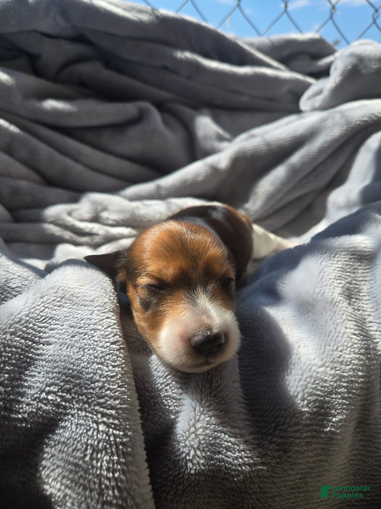 Miniature Dachshund dogs Chulo AKC - Ad 2