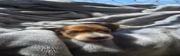 Miniature Dachshund dogs for sale: Chulo AKC - Ad 2