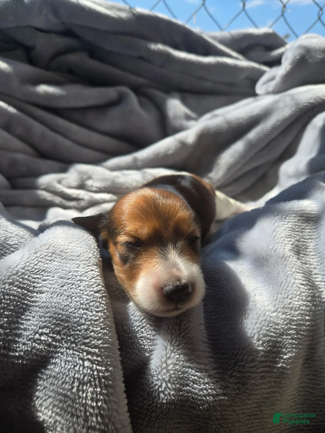 Miniature Dachshund dogs for sale: Chulo AKC - Ad 2
