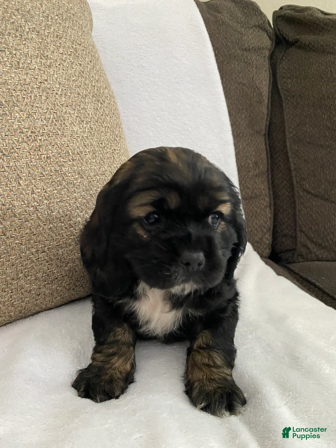 Cocker Spaniel dogs for sale: Tabby  - Ad 7
