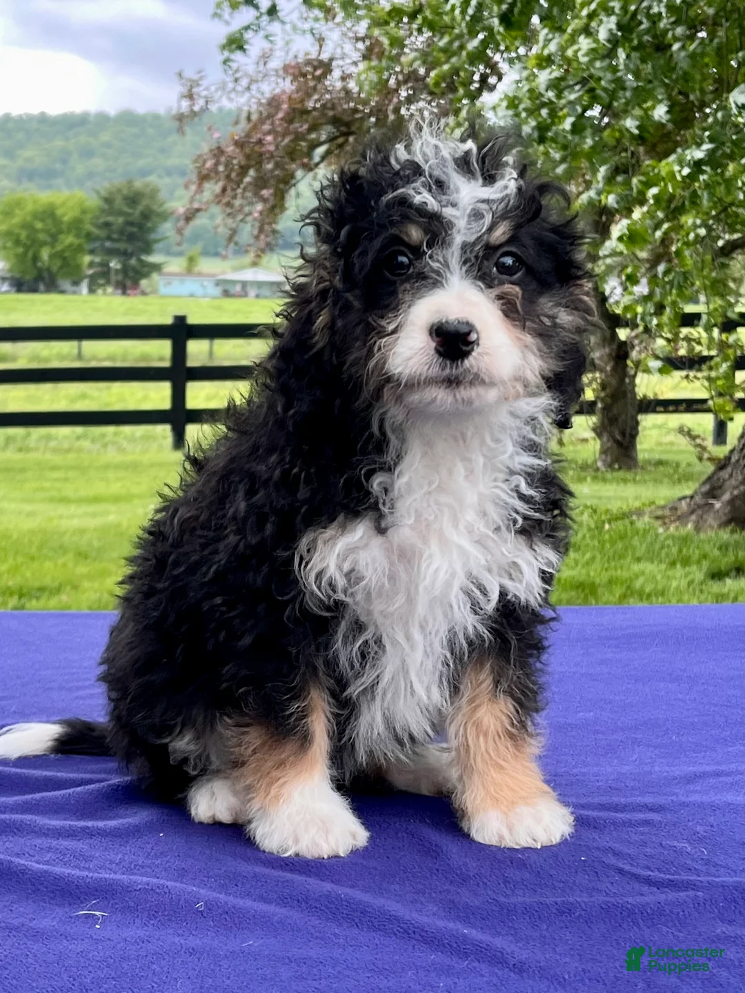 Bernedoodle dogs for sale: Nadia - Ad 2
