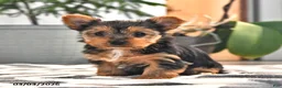 Yorkshire Terrier dogs for sale: Wilma - Ad 4