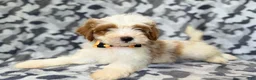 Cavapoo dogs for sale: Sparky - Ad 7