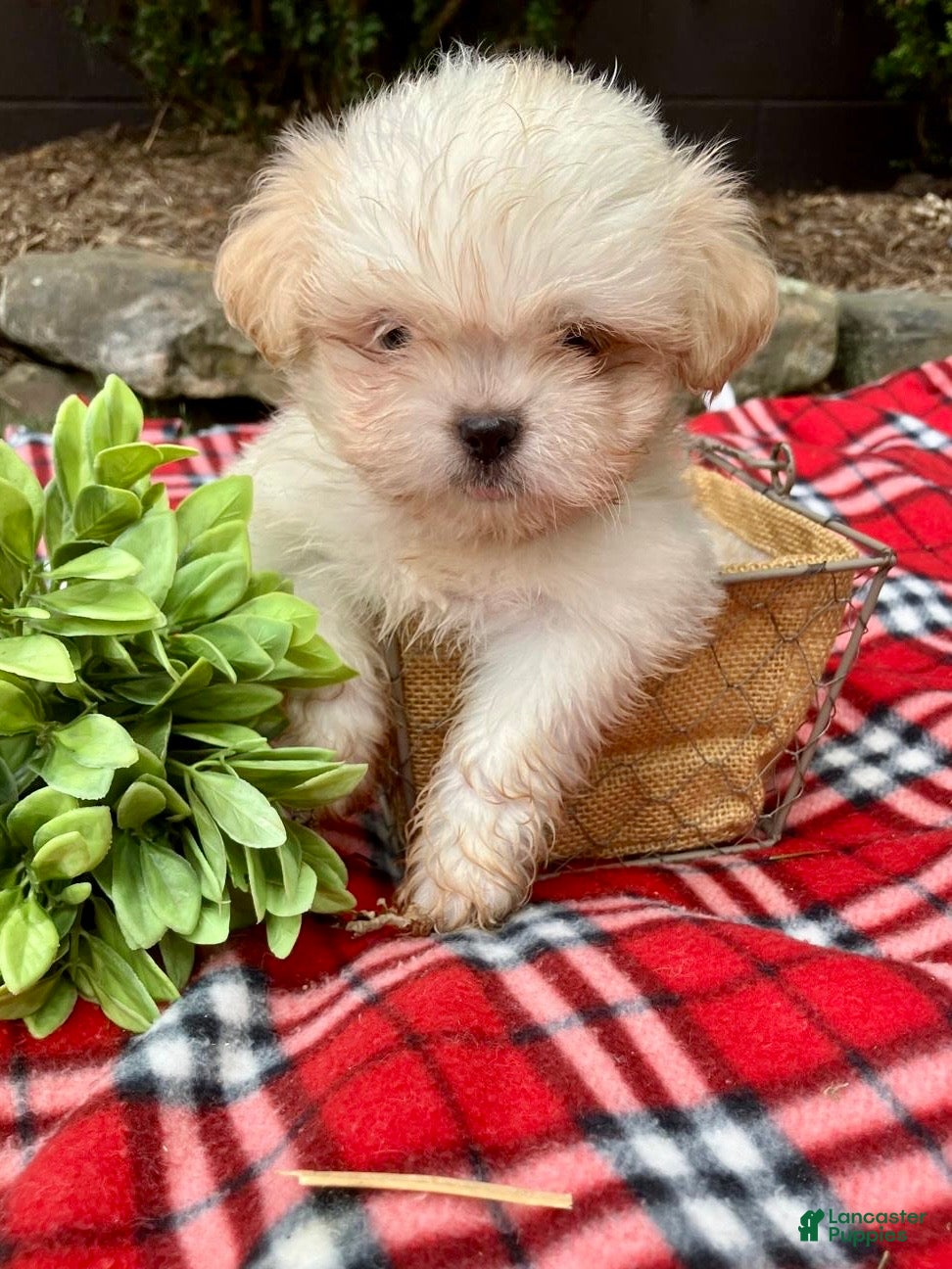 Shih Tzu dogs Toby - Ad 1
