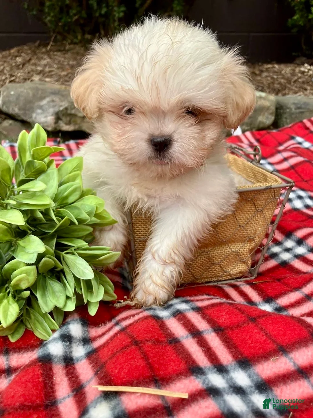 Shih Tzu dogs for sale: Toby - Ad 1