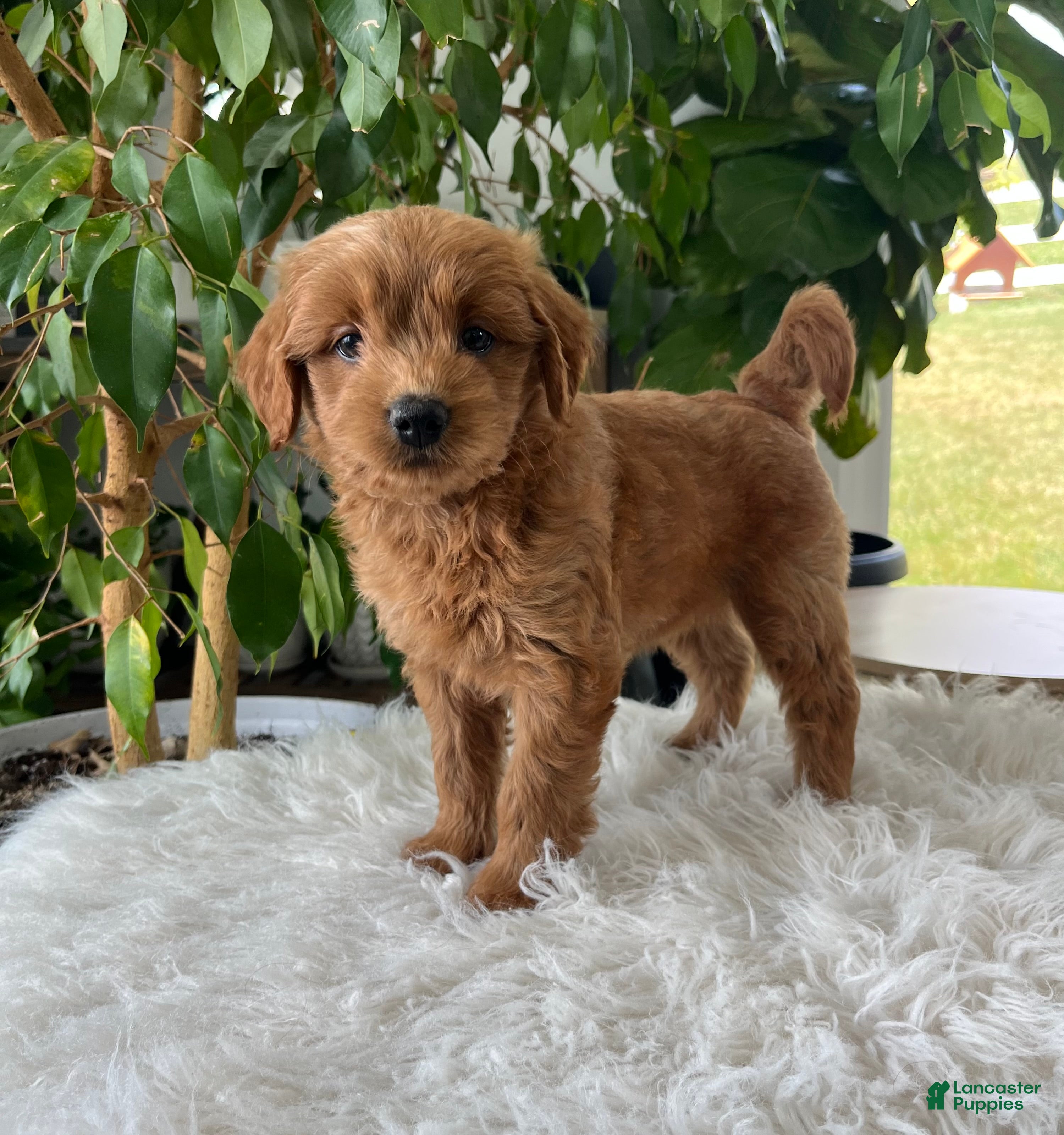 Mini Goldendoodle dogs Chloe  - Ad 2