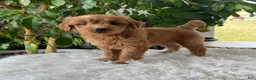 Mini Goldendoodle dogs for sale: Chloe  - Ad 2