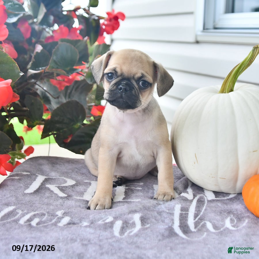 Puggle dogs Honey - Ad 1