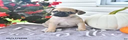 Puggle dogs for sale: Honey - Ad 1