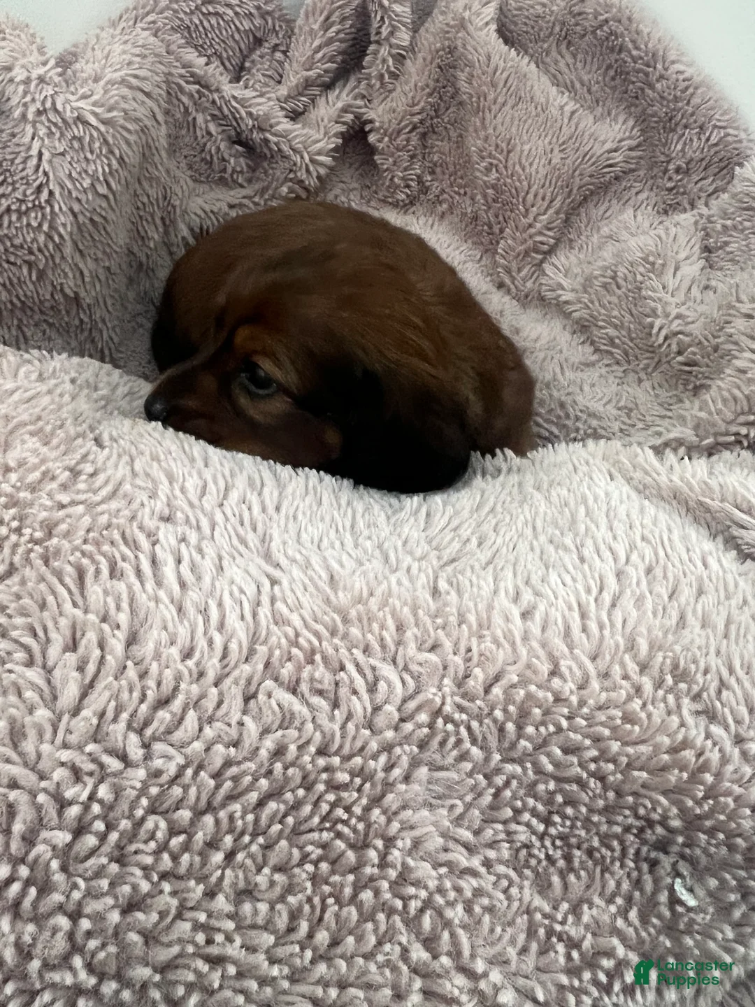 Miniature Dachshund dogs for sale: Russet - Ad 3