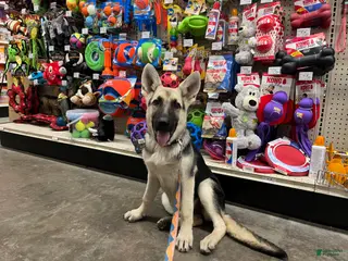 German Shepherd dogs Meadow - Ad 28